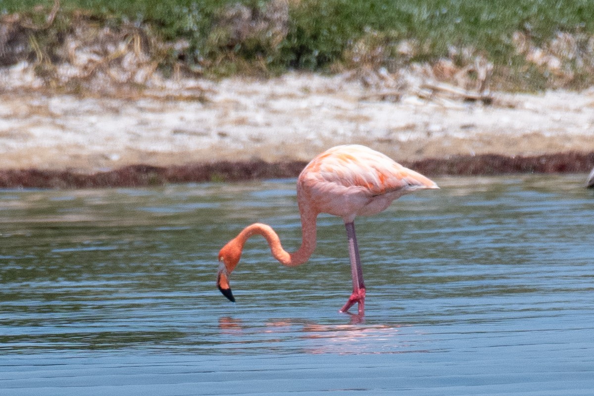 American Flamingo - ML617906977