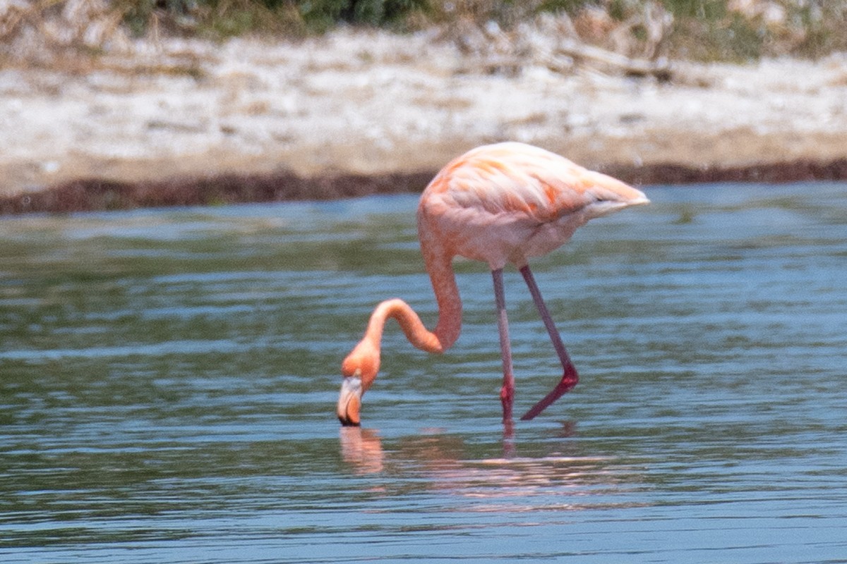 American Flamingo - ML617906978