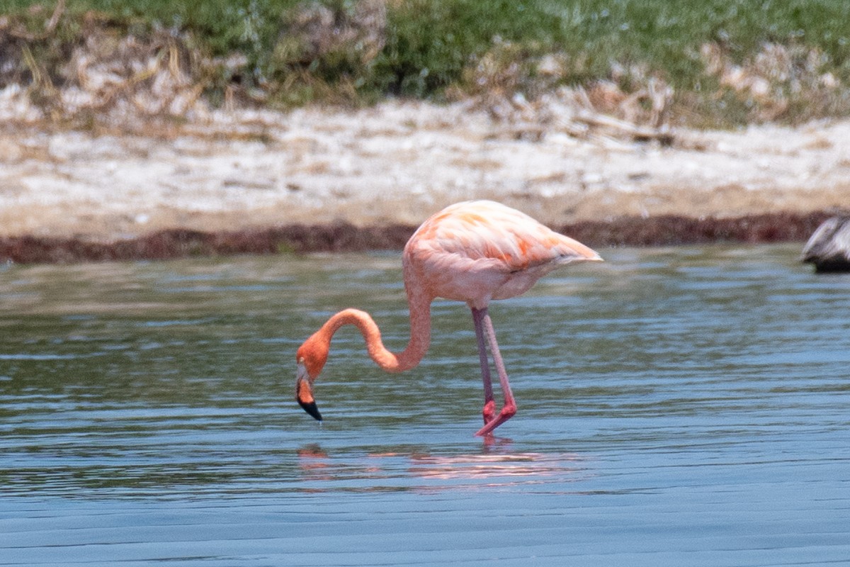 American Flamingo - ML617906979