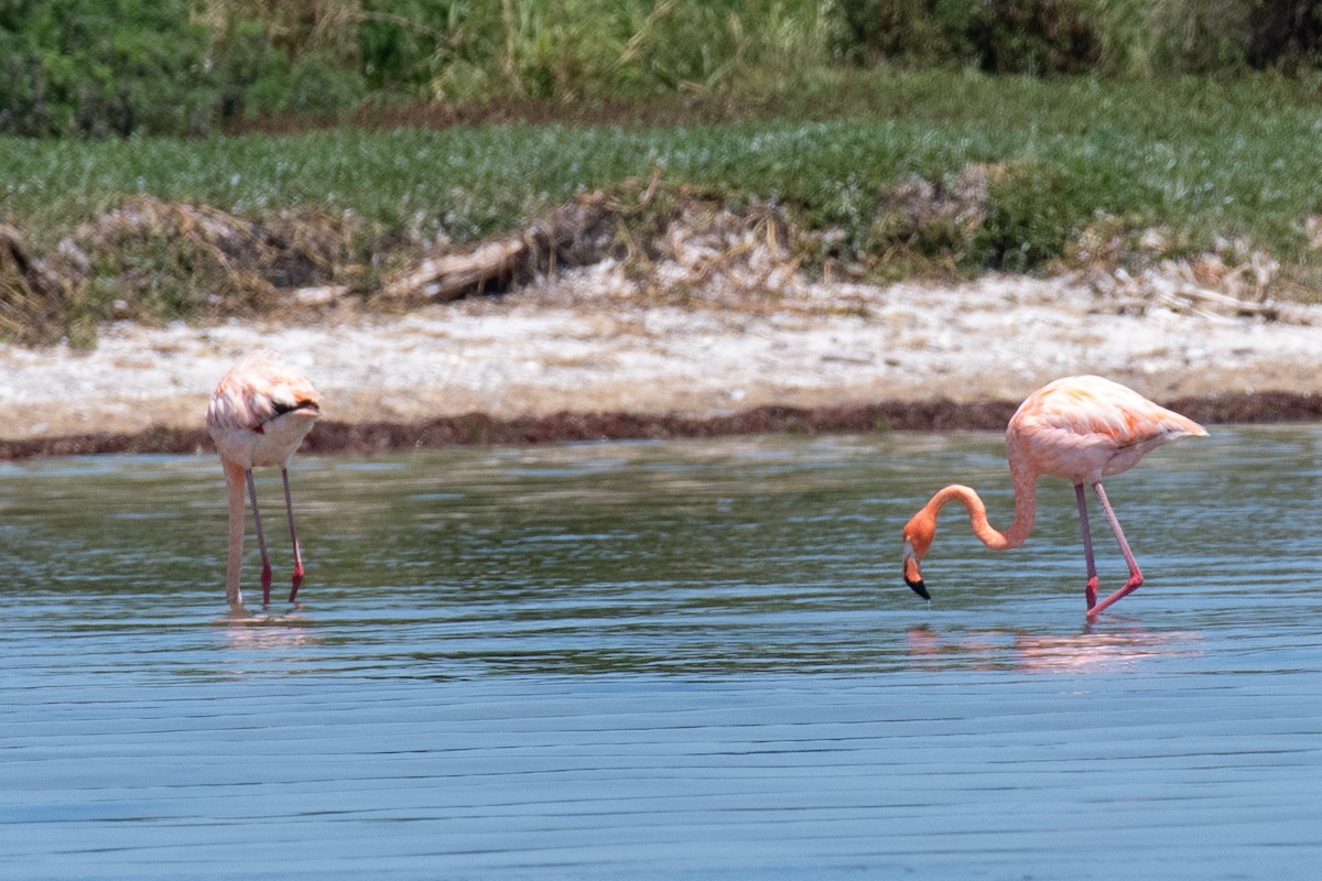 American Flamingo - ML617906980