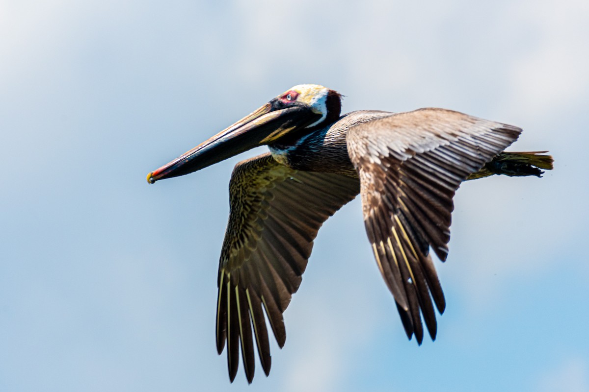 Brown Pelican (Atlantic) - Matthew Richardson