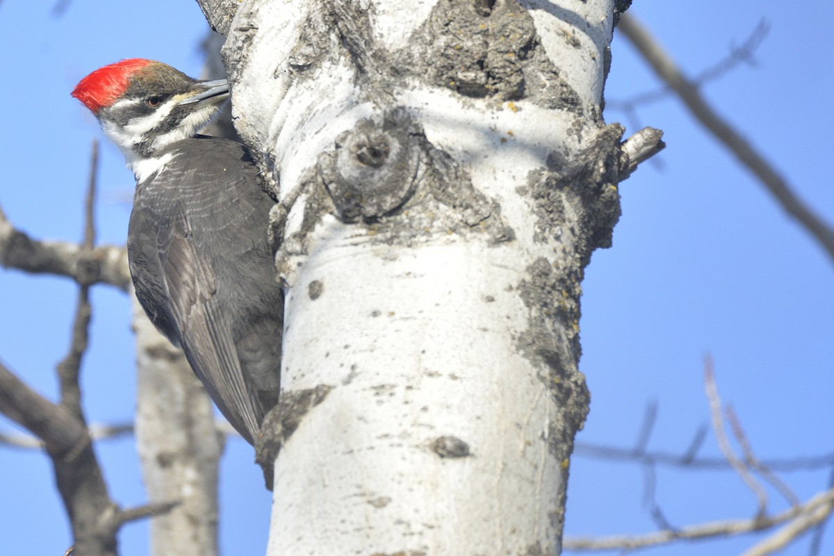 Pileated Woodpecker - ML617907023