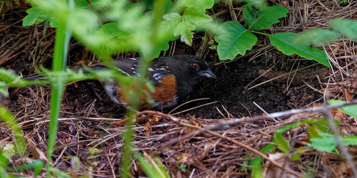 Spotted Towhee - ML617907029