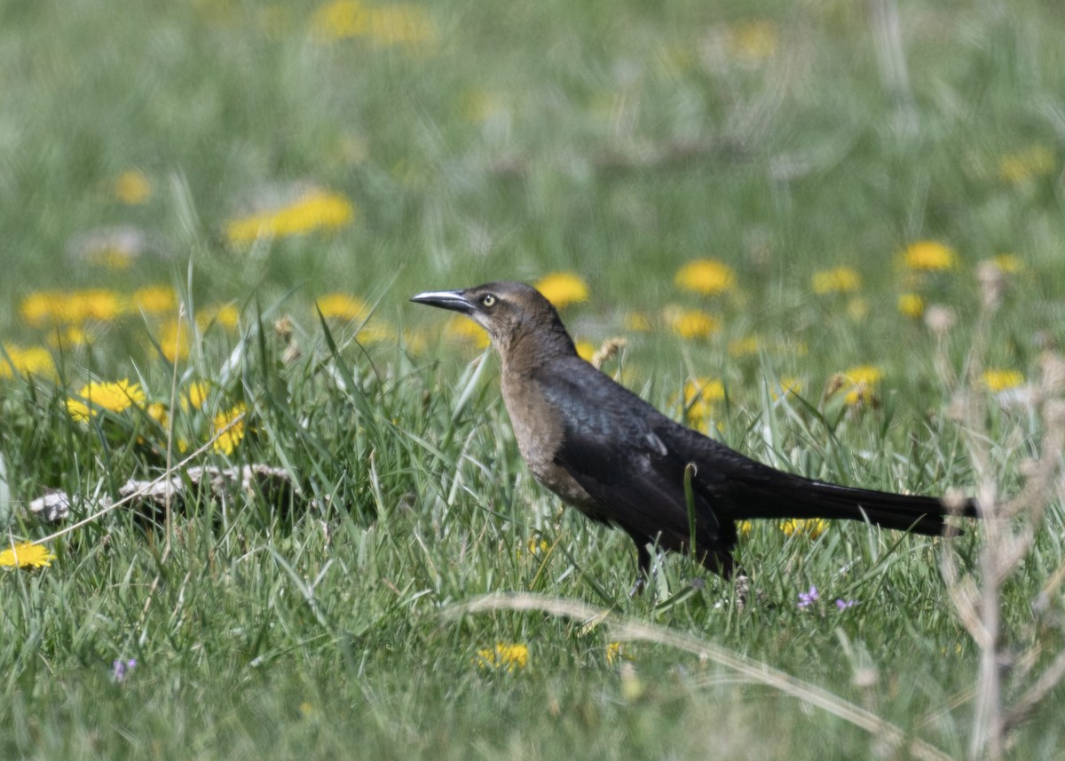 Great-tailed Grackle - ML617907100