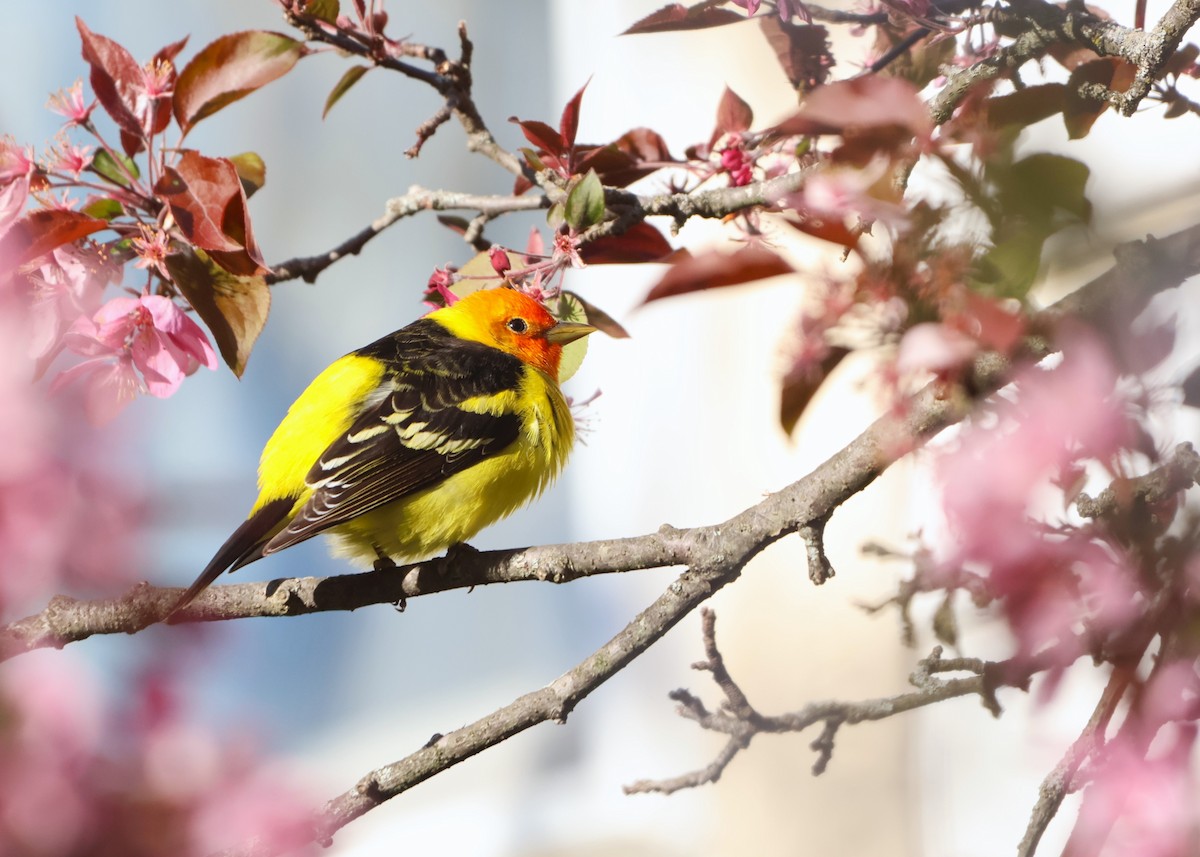 Western Tanager - ML617907108