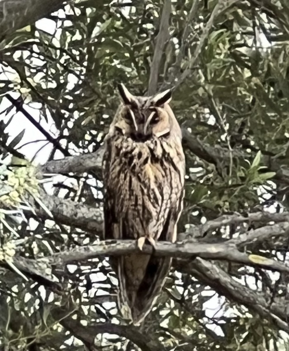 Long-eared Owl - ML617907191