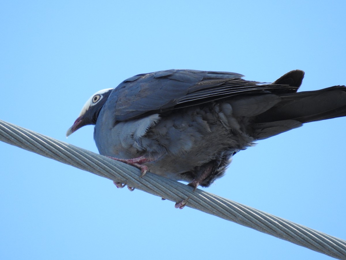 White-crowned Pigeon - ML617907213