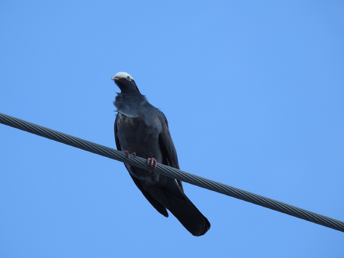 White-crowned Pigeon - ML617907214