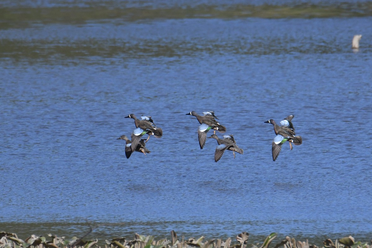 Blue-winged Teal - ML617907235