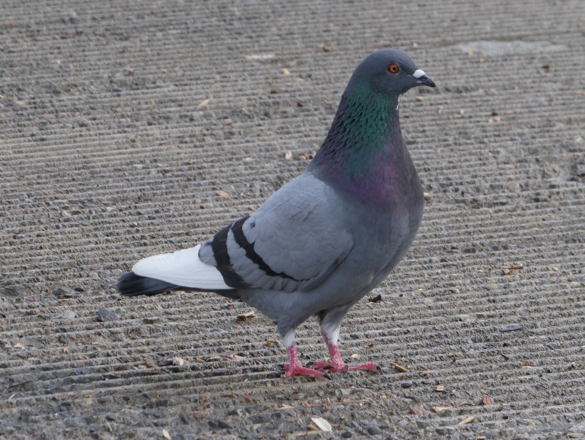 Rock Pigeon (Feral Pigeon) - ML617907239
