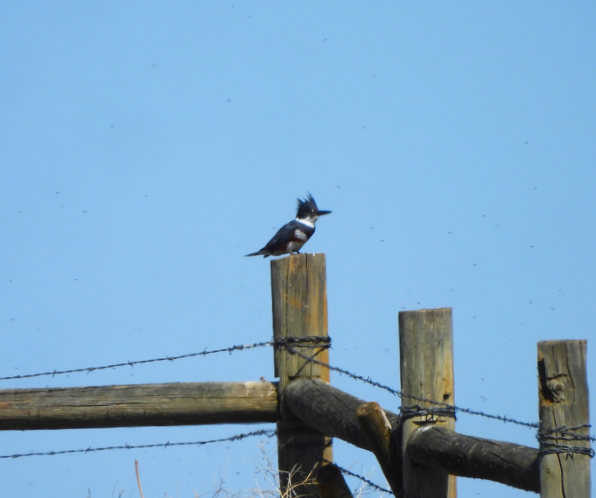 Belted Kingfisher - Jan Thom