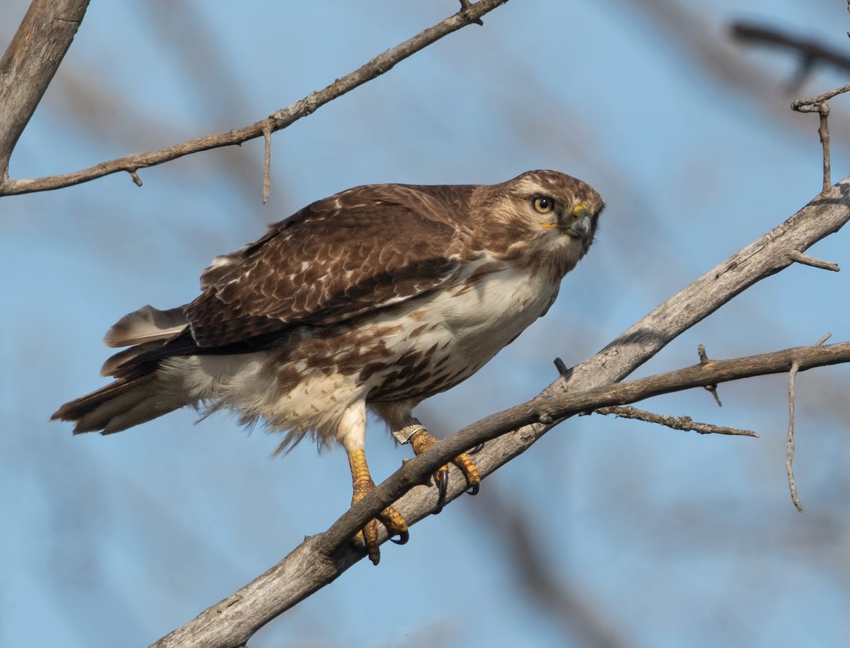 Red-tailed Hawk - ML617907318