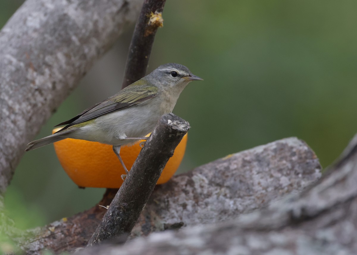 Tennessee Warbler - Andy Gee