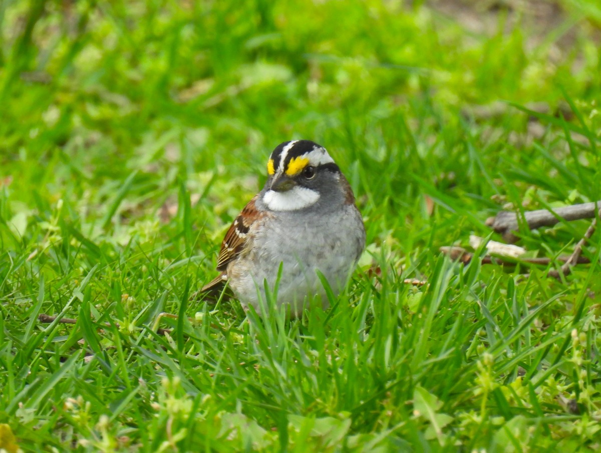 White-throated Sparrow - ML617907422