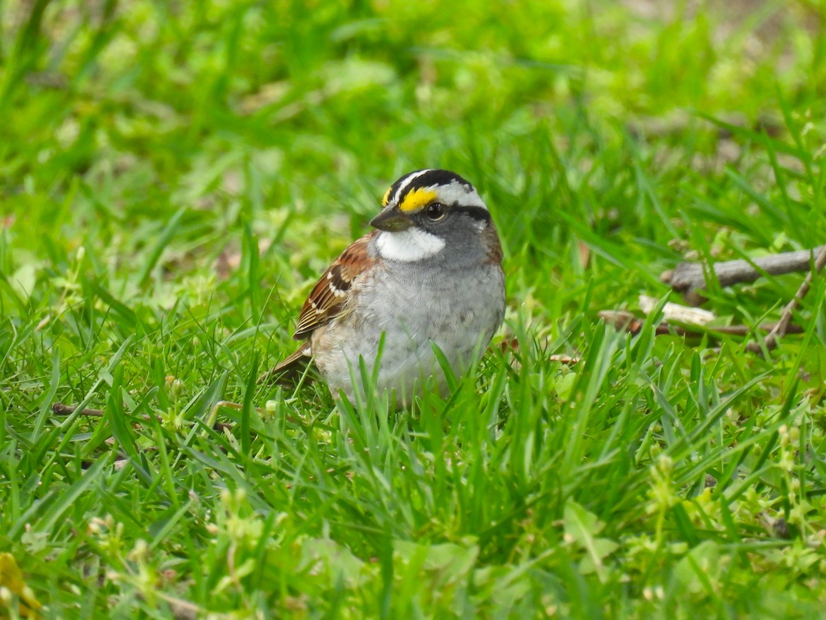 White-throated Sparrow - ML617907423