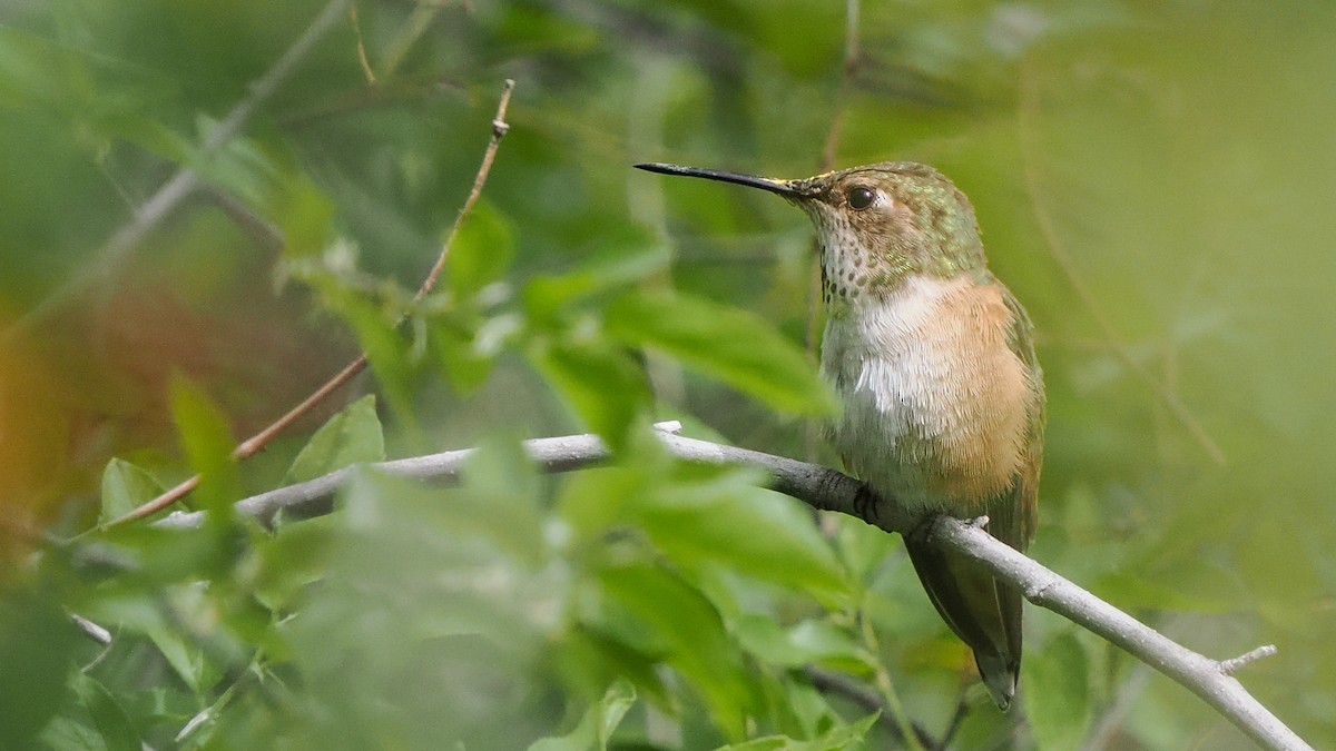Rufous Hummingbird - Scott Tuthill
