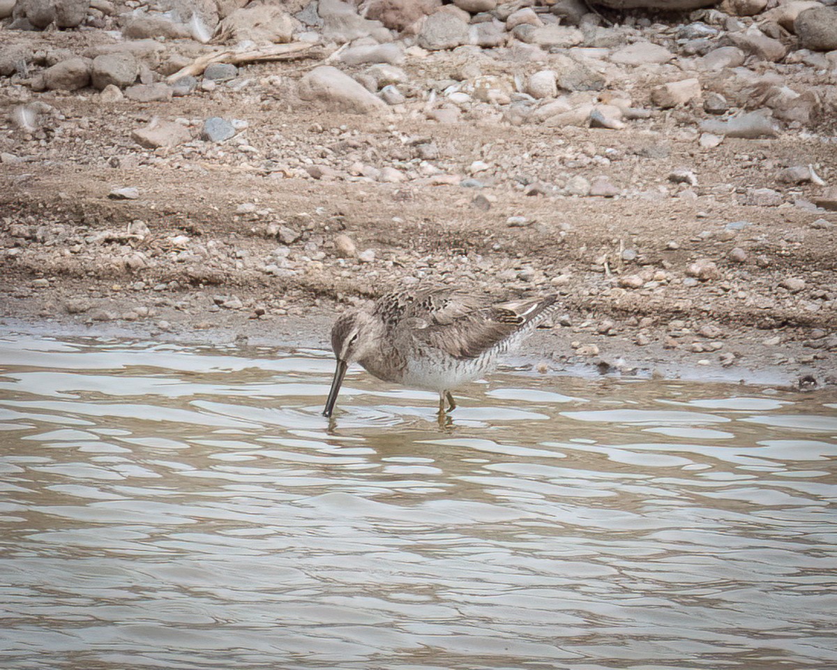 Long-billed Dowitcher - ML617907493