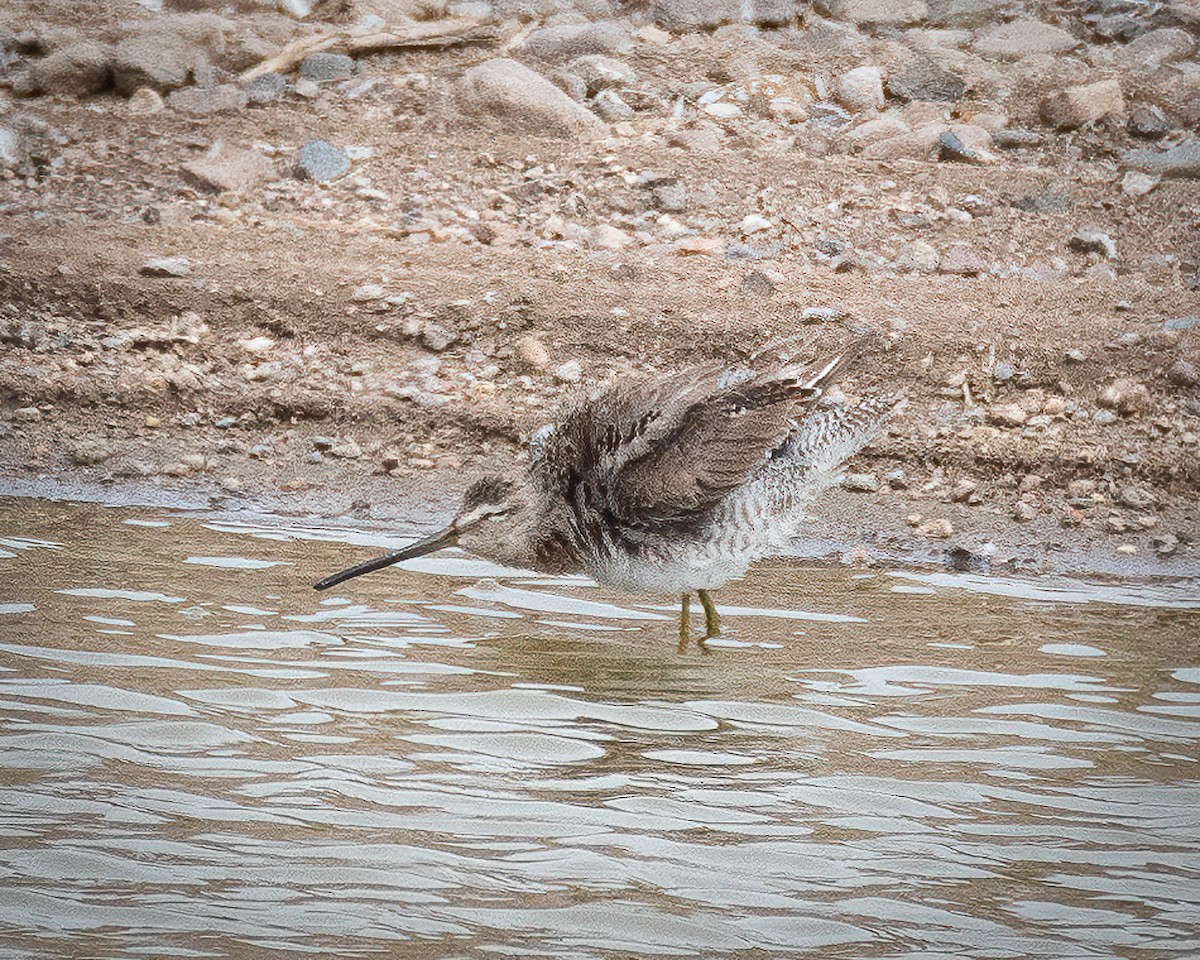 Long-billed Dowitcher - ML617907494