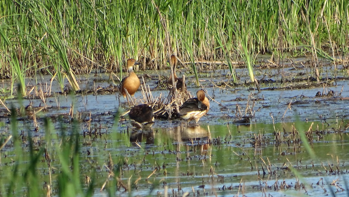 Fulvous Whistling-Duck - ML617907519