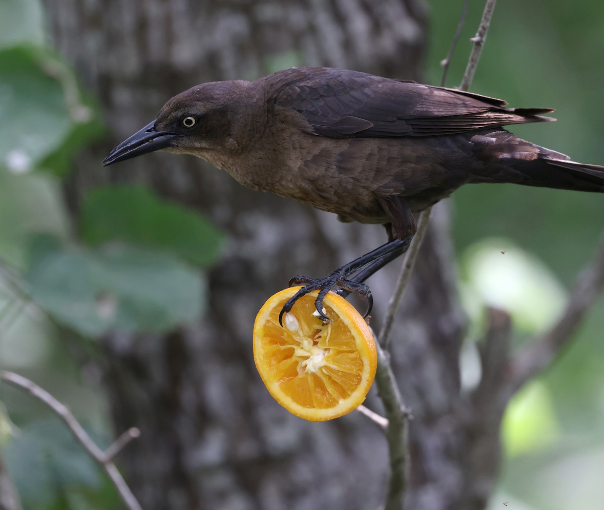 Great-tailed Grackle - ML617907524