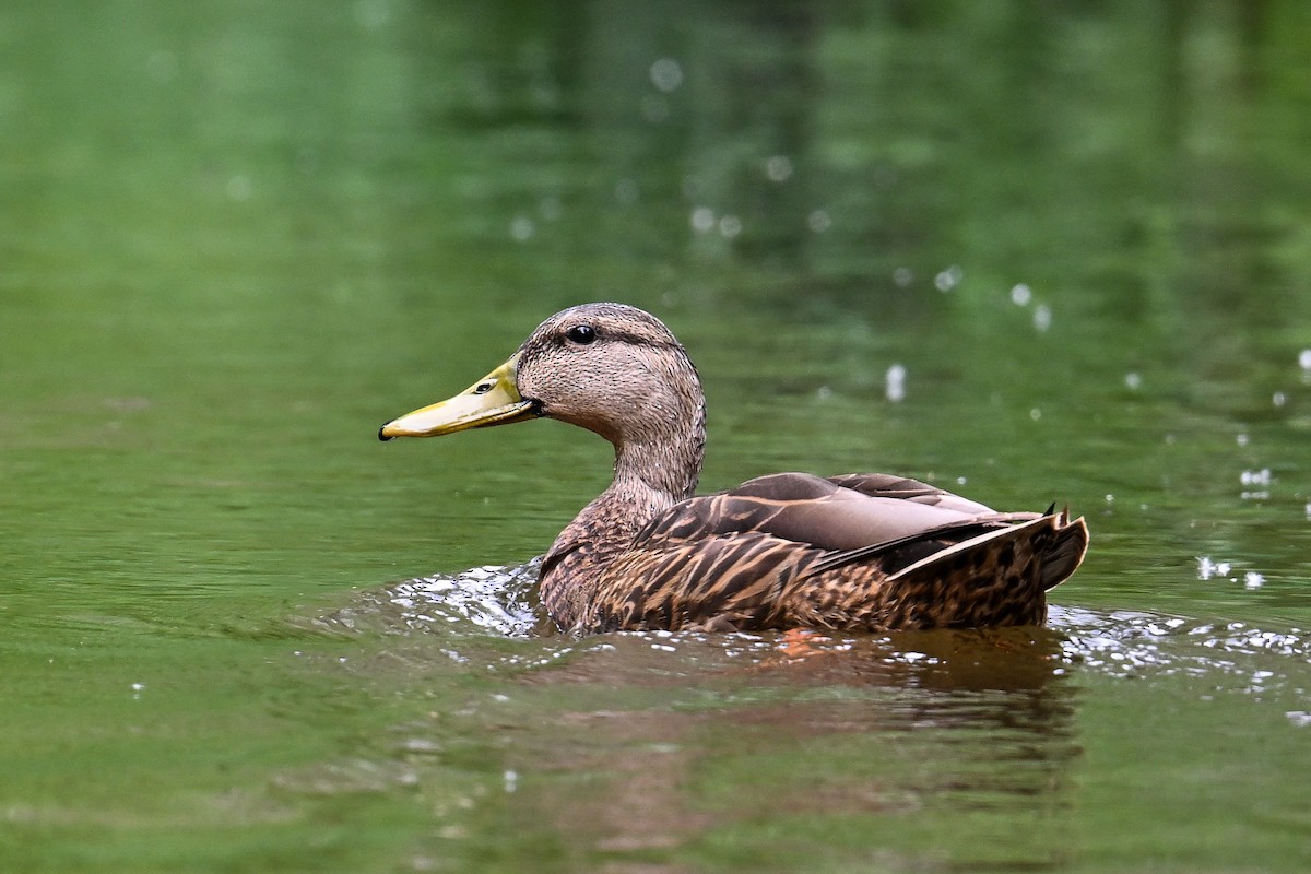 Mexican Duck - ML617907526