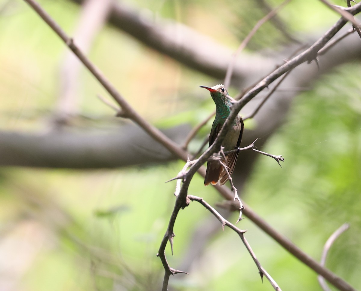 Buff-bellied Hummingbird - ML617907544
