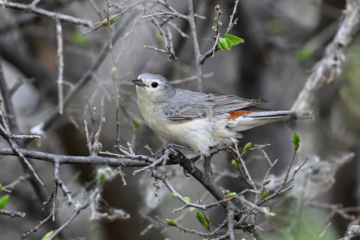 Lucy's Warbler - ML617907546