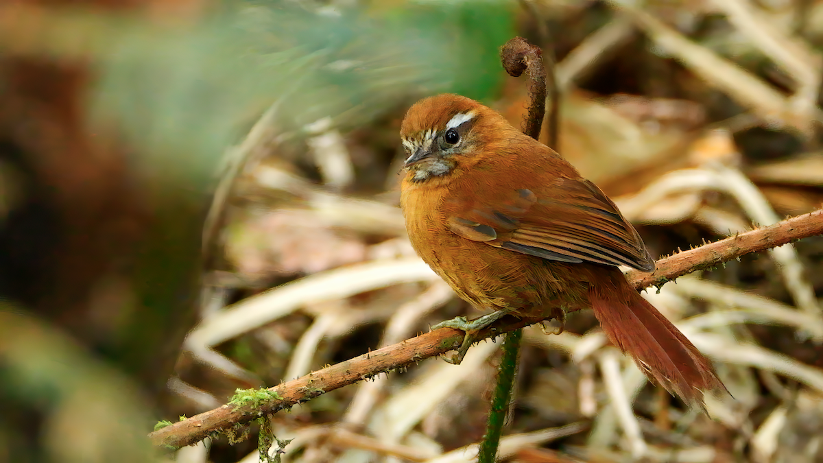 White-browed Spinetail - ML617907547