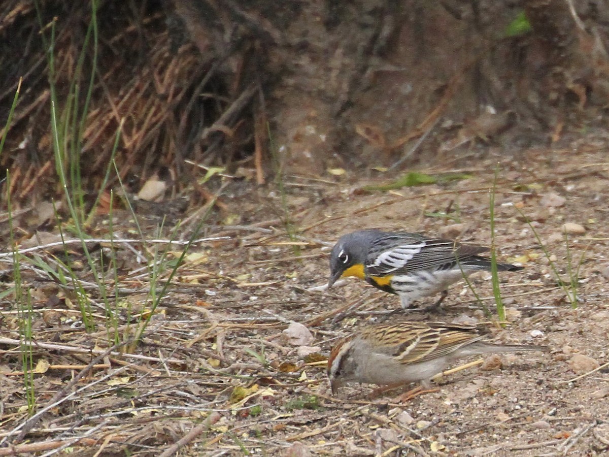 Yellow-rumped Warbler (Audubon's) - ML617907624