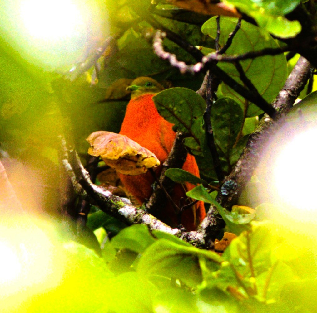 holub oranžový - ML617907636