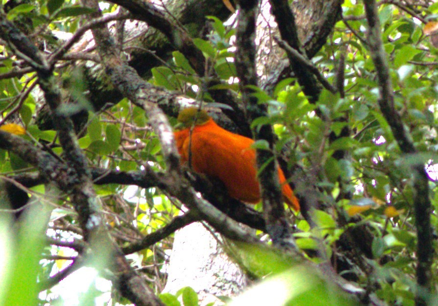 holub oranžový - ML617907637