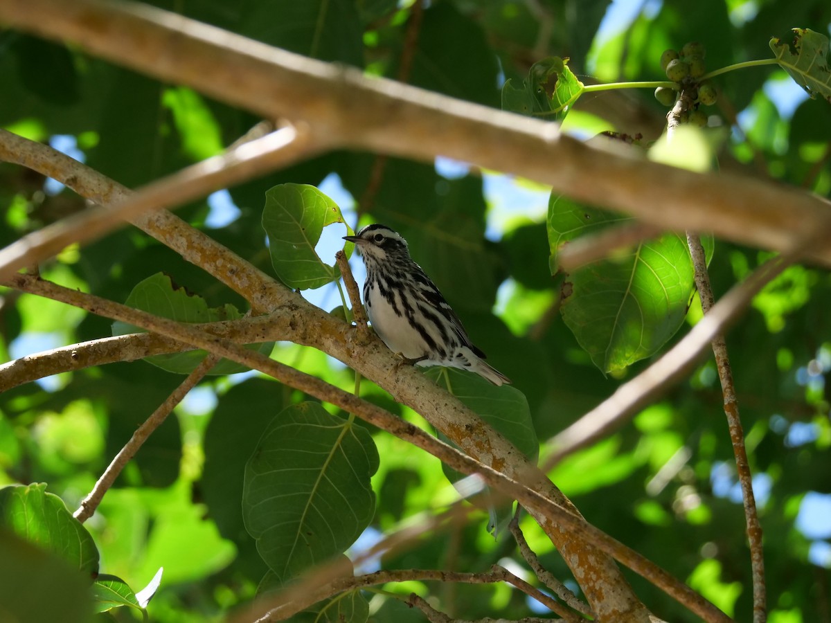 Black-and-white Warbler - Mary Corporan Dunn