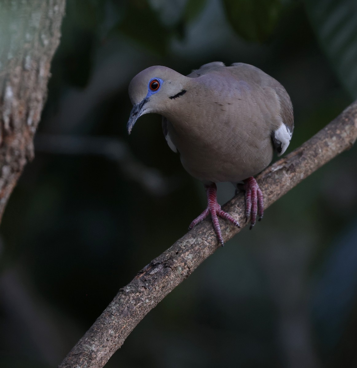 White-winged Dove - Andy Gee