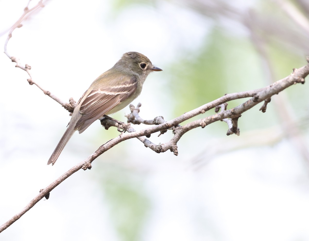 Least Flycatcher - Andy Gee