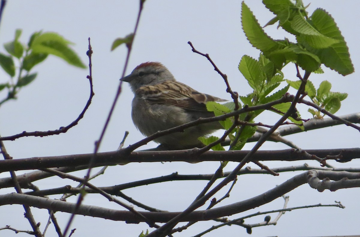Chipping Sparrow - ML617907671