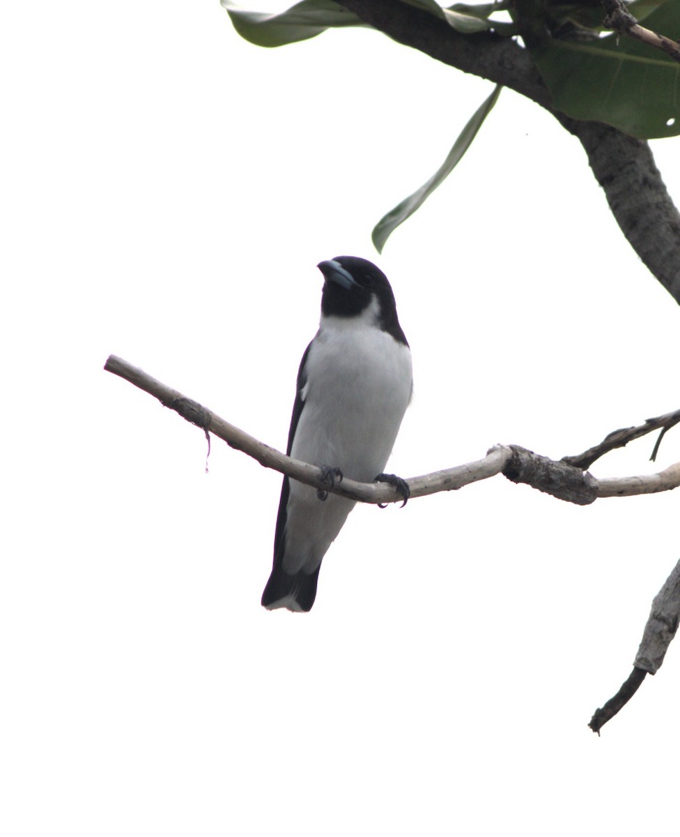 Fiji Woodswallow - ML617907689