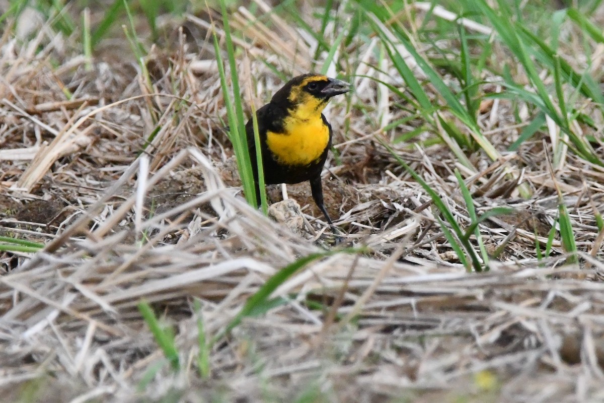 Yellow-headed Blackbird - ML617907818