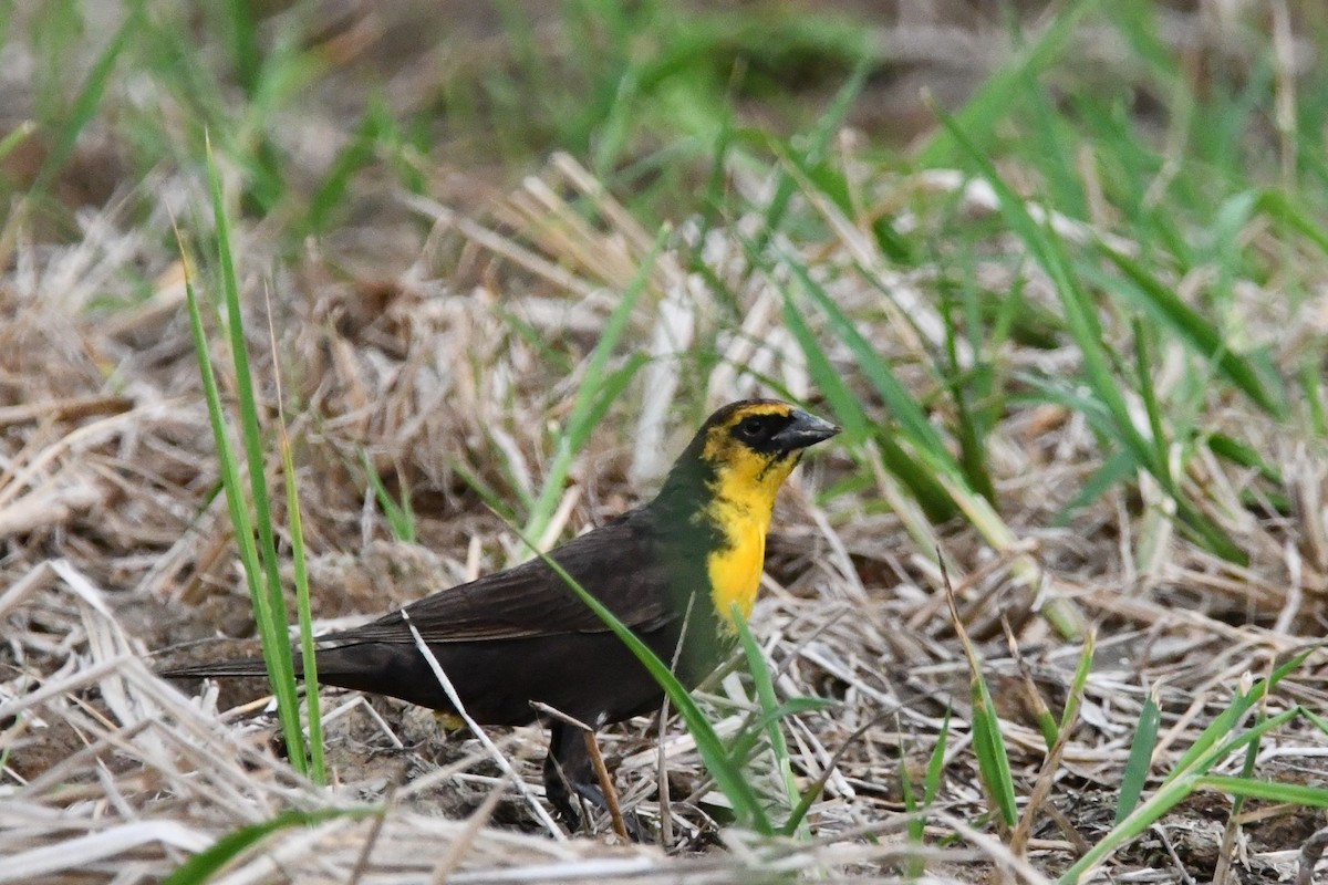 Yellow-headed Blackbird - ML617907821