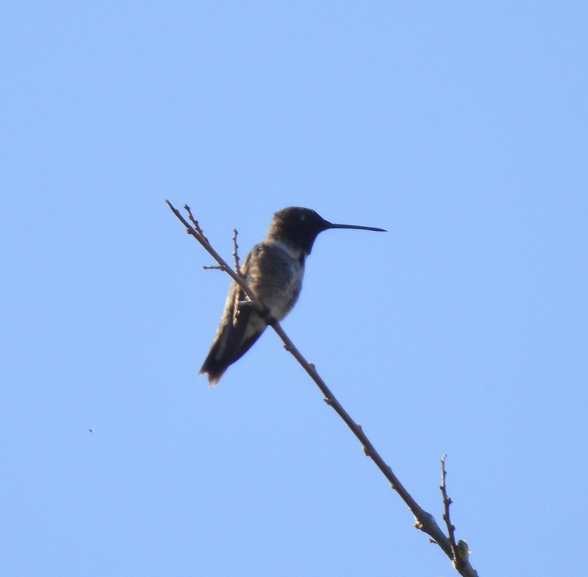 Black-chinned Hummingbird - ML617907830