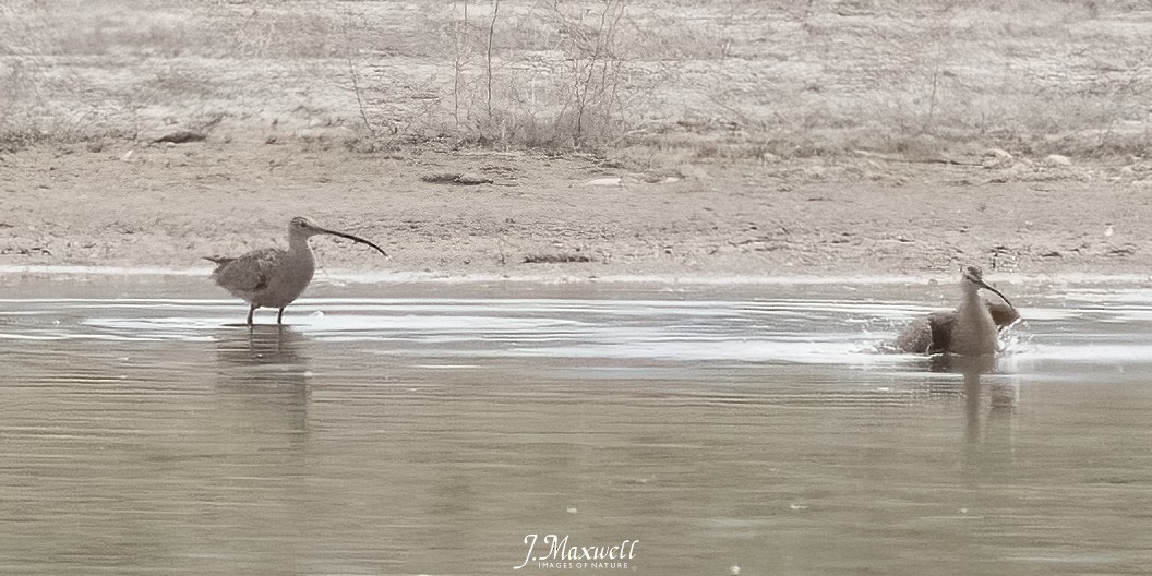 Long-billed Curlew - ML617907861