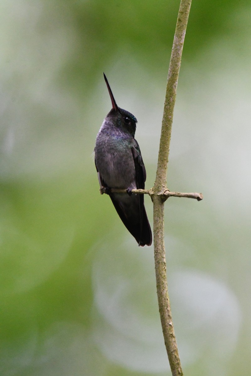 Charming Hummingbird - ML617907921