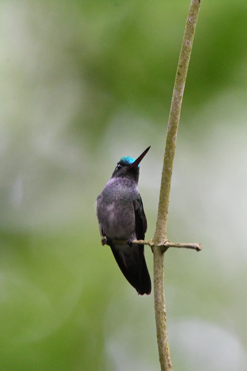 Charming Hummingbird - Jessy Lopez Herra