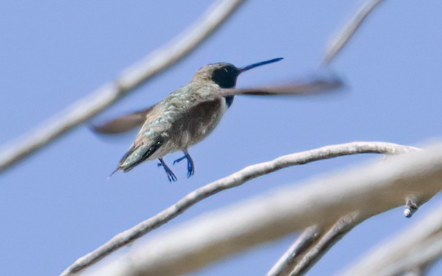 Black-chinned Hummingbird - ML617907954