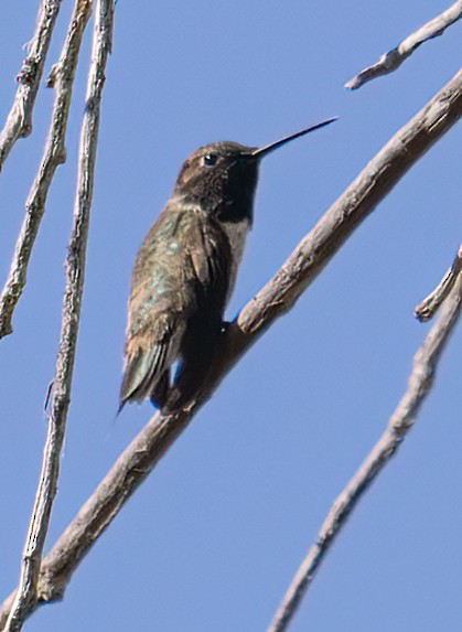 Black-chinned Hummingbird - ML617907955