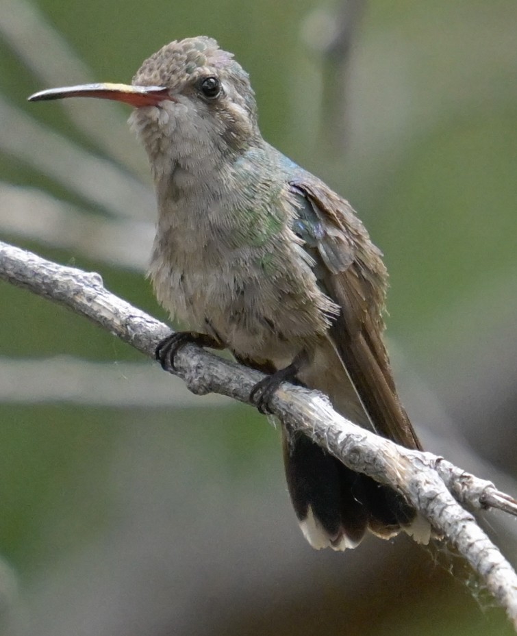 Broad-billed Hummingbird - Jeff Goulding