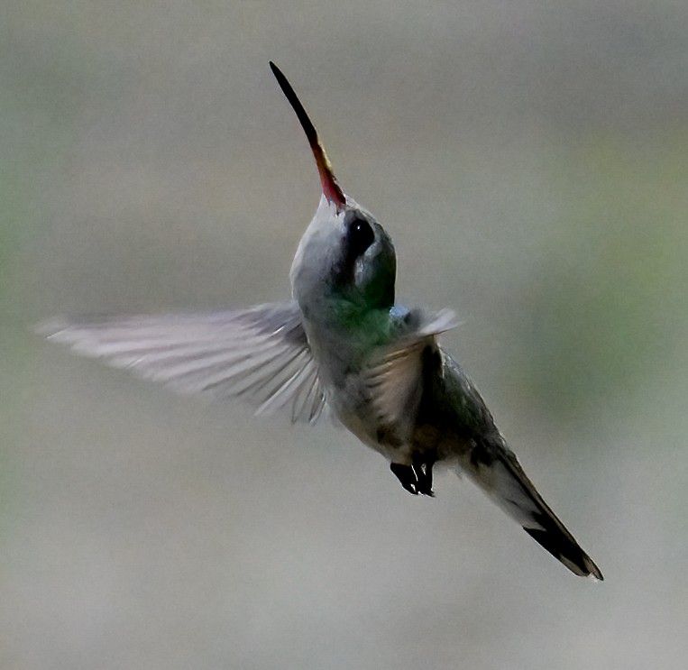 Broad-billed Hummingbird - ML617907967