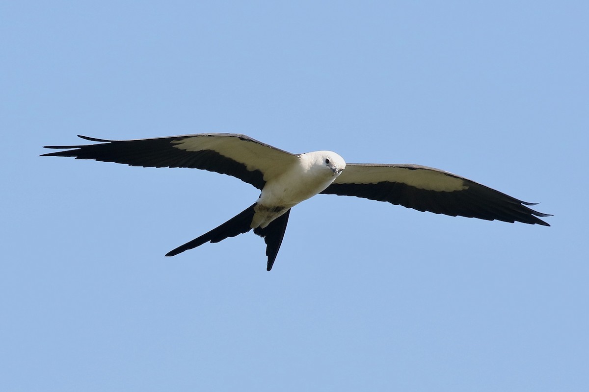 Swallow-tailed Kite - ML617908017