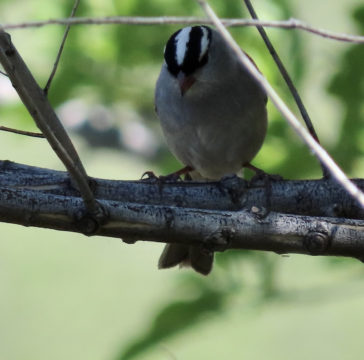 White-crowned Sparrow - ML617908021