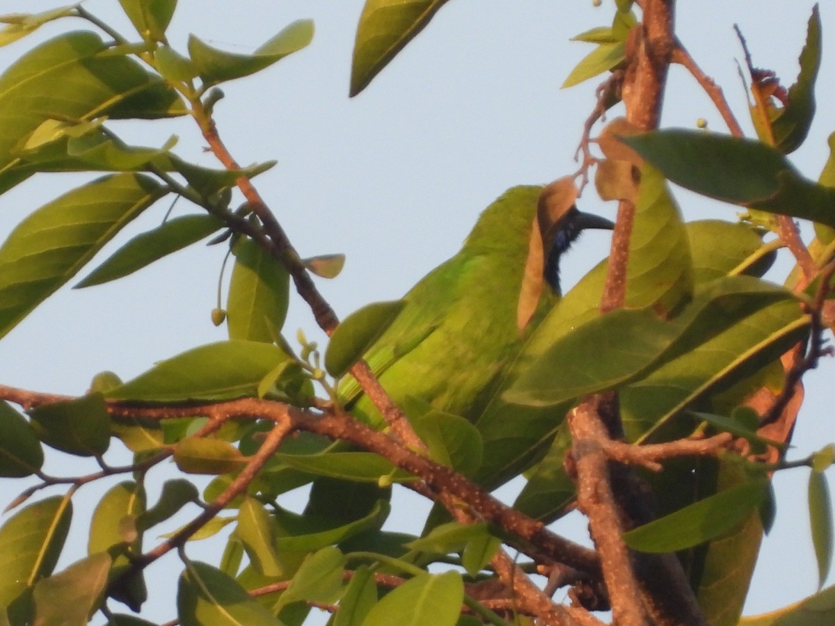 Golden-fronted Leafbird - Kalpesh Gaitonde
