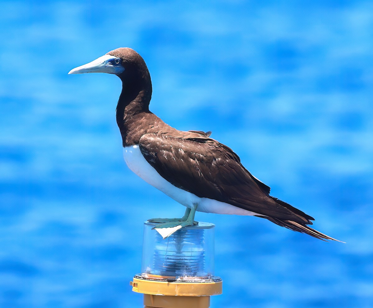 Brown Booby - ML617908057